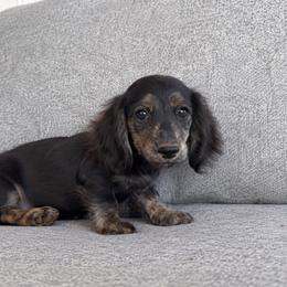 Frances - Black and cream female Dachshund puppy in Hope, Arkansas from Duckett Lane Dachshunds