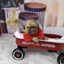 Lincoln - Liver male Shih Tzu puppy in Columbia, Kentucky from Lisa Bandy Shih Tzu