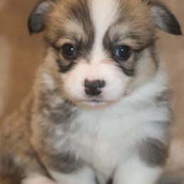 Reba - Sable female Pembroke Welsh Corgi puppy in West, Texas from Rustic Spur Kennel