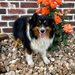 Dalley - Miniature Australian Shepherd