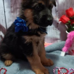 BLUE - Black and red male German Shepherd puppy in Gustavus, Ohio from Cross Kreek Kennels