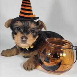 Yellow collar girl - Black and tan female Yorkshire Terrier puppy in Jacksonville, Florida from Yorkieology