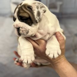 Bulldog Puppies from Sweet Rolls
