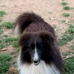 Colton - Black and white male Shetland Sheepdog puppy in Pleasant Shade, Tennessee from Odyssey Shetland Sheepdogs