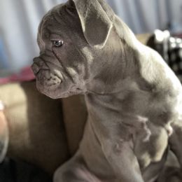 Olde English Bulldogge Puppies from Gods Of Olympus Bulldogges