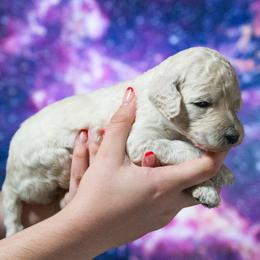 Ursa - White female Poodle puppy in Pleasant Grove, Utah from Out of This World Poodles