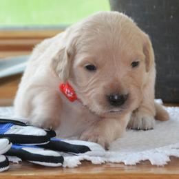 Red - Golden male Golden Retriever puppy in Webster City, Iowa from Whispering Pines Precious Puppies