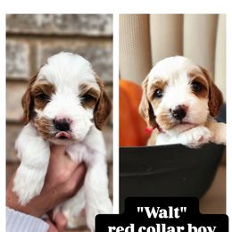 Cavapoo and Poodle Puppies from Salt Creek Doodles