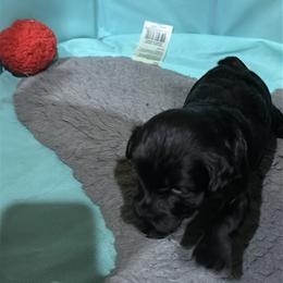 Yorkipoo Puppies from Anderson's Yorkiepoo