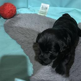 Yorkipoo Puppies from Anderson's Yorkiepoo