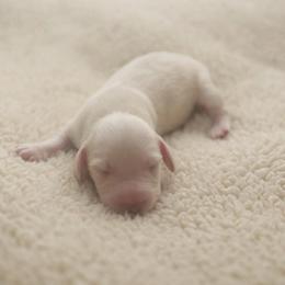 KAYCE - Cream male Dachshund puppy in Indiantown, Florida from Turquoise River Minature Dachshunds