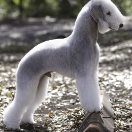 Bedlington Terriers from Prismic Bedlington Terriers