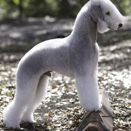 Bedlington Terriers from Prismic Bedlington Terriers