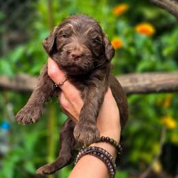 Mesa - Chocolate female Goldendoodle puppy in Centreville, Mississippi from Trin's Designer Doodles