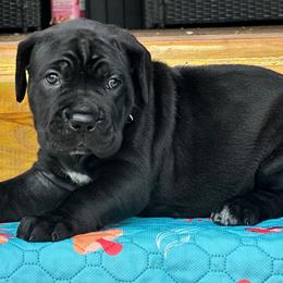 Miracle City Yellow - Black female Cane Corso puppy in Conroe, Texas from Miracle City