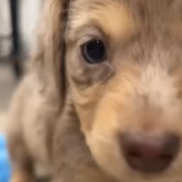 Girl 1 - Dapple Dachshund puppy in Duke, Oklahoma from Johnson Prairie Pups