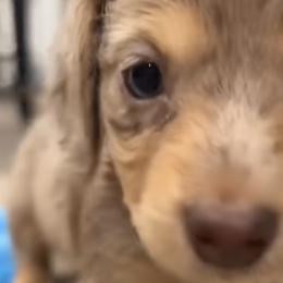 Girl 1 - Dapple Dachshund puppy in Duke, Oklahoma from Johnson Prairie Pups