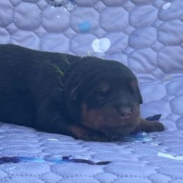 Yellow - Black and mahogany female Rottweiler puppy in Crothersville, Indiana from The Solid Rock Kennel