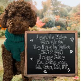 Lynx - Poodle