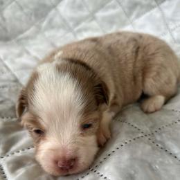 Mochi - Red merle female Miniature Australian Shepherd puppy in Alabama from SBA Aussies