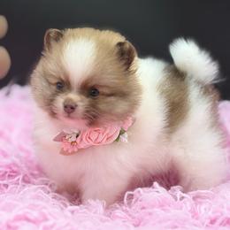 Meadow - Chocolate parti female Pomeranian puppy in Franklin, North Carolina from A&J Cutie Pawtooties