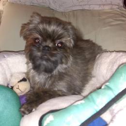 Shih Tzu Puppies from Pams precious shih tzus