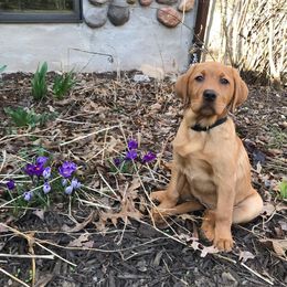 Labrador Retriever Puppies from Hidden River Retrievers