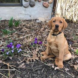 Labrador Retriever Puppies from Hidden River Retrievers