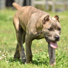 Cane Corso Puppies from Willow Creek Cane Corsos