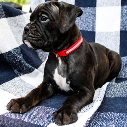 Pup 2 Apollo - Brindle male Boxer puppy in Perry, Michigan from Boxer Boulevard