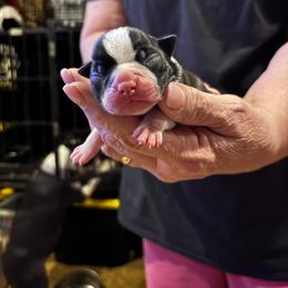 Girl 3 - Black and white female Boston Terrier puppy in Covington, Georgia from Tuxedo Bostons of Atlanta
