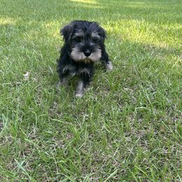 Milo - Salt and pepper male Miniature Schnauzer puppy in Winterville, Georgia from Patty’s Little Pups