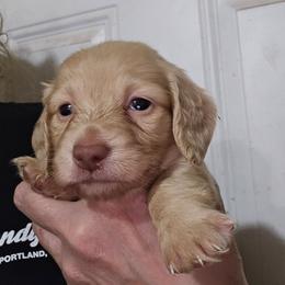 Mocha's cream girl - Cream female Dachshund puppy in Lyle, Washington from Wines Wienery