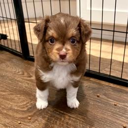 ELLE - Red tri-color female Miniature American Shepherd puppy in Bixby, Oklahoma from Roeboat Aussies