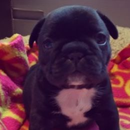 French Bulldogs and Pugs from Felzar