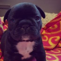 French Bulldogs and Pugs from Felzar