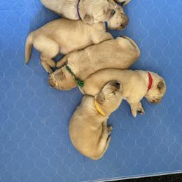 Golden Retriever Puppies from Gail’s Goldens