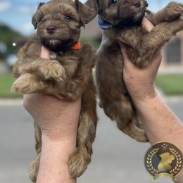 Miniature Schnauzer Puppies from Forever Schnauzers