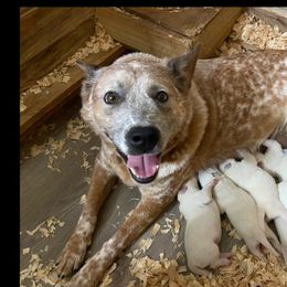 Etta - Australian Cattle Dog