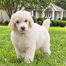 (Big Daddy) Dark Blue Collar Male - White male Poodle puppy in Screven, Georgia from Dreamland Standard Poodles