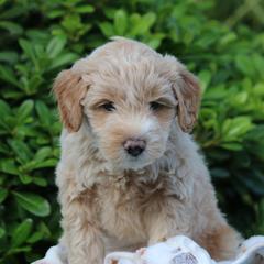 Whoodle Puppies from Texas Puppy Dreams LLC dba Whoodles and Co.
