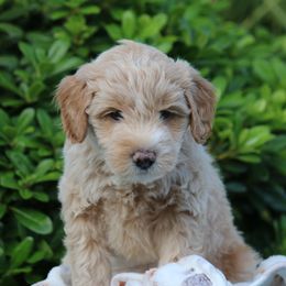 Whoodle Puppies from Texas Puppy Dreams LLC dba Whoodles and Co.