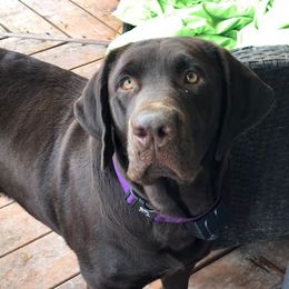 Coco - Labrador Retriever