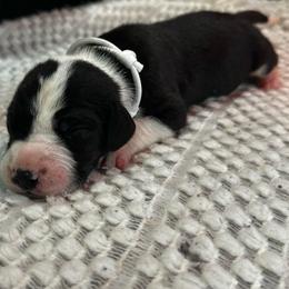 Frankie - Mantle male Great Dane puppy in Liberty, New York from Catskills Greatest Danes