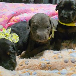Doberman Pinscher puppies from Emerald Eire Dobermanns