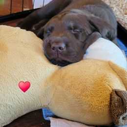 Miss Red - Chocolate female Labrador Retriever puppy in Deary, Idaho from Sunset Pines Labradors