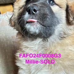 Colorado Mountain Dog Puppies from FAFO Ranch