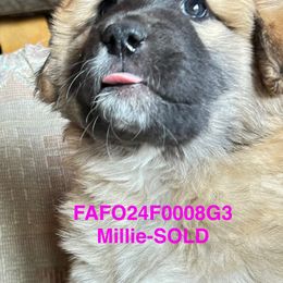 Colorado Mountain Dog Puppies from FAFO Ranch