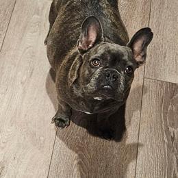 French Bulldog Puppies from All 8 Frenchies