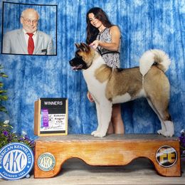 Akita and Portuguese Water Dog Puppies from Cades Akitas